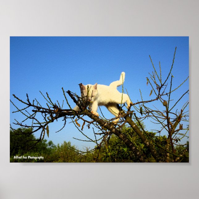 Póster Gatito blanco torpe en almendro (Frente)
