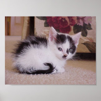 Póster Gatito blanco y negro
