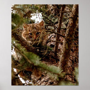Póster Gatito Bobcat lindo en un Poster de árbol