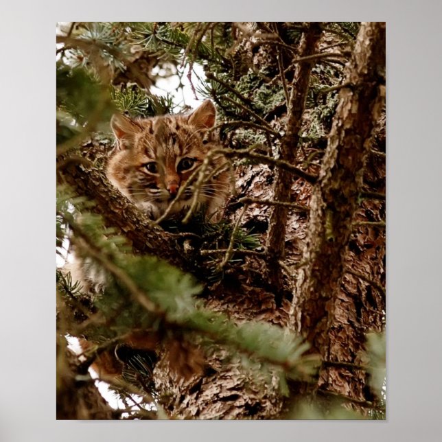 Póster Gatito Bobcat lindo en un Poster de árbol (Frente)