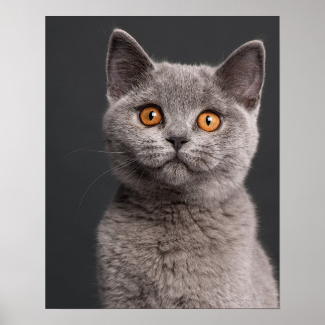 Póster Gatito británico de Shorthair (3 meses de edad) (Frente)