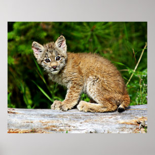 Póster Gatito canadiense del lince