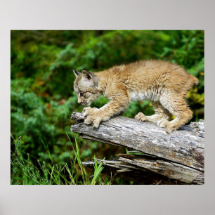 Póster Gatito canadiense del lince en la caza