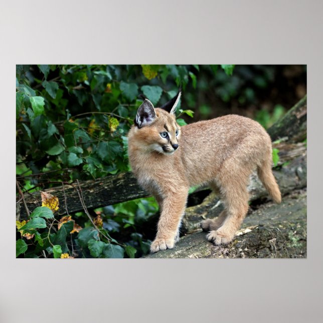Póster gatito caracal (Frente)