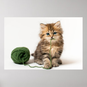 Póster Gatito con hilado verde