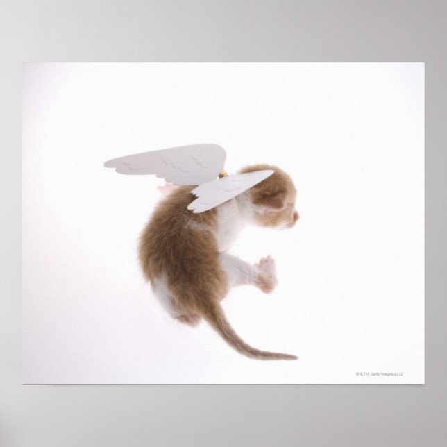 Póster Gatito con las alas de ángel fijadas hacia atrás,  (Frente)