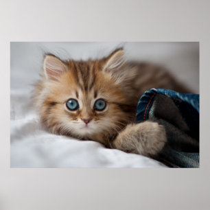 Póster Gatito Con Ojos Azules