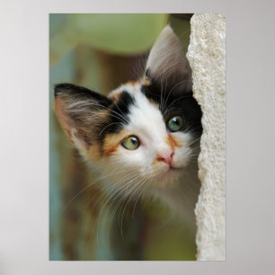 Póster Gatito curioso lindo con los ojos que alzapriman