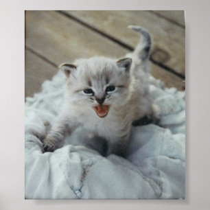Póster gatito de bebé