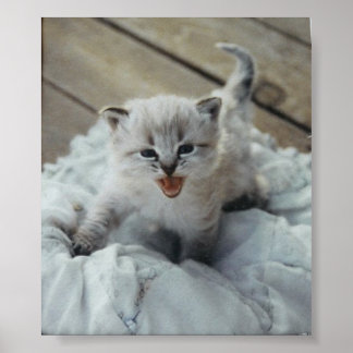 Póster gatito de bebé