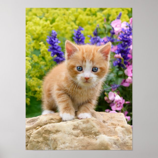 Póster Gatito de Ginger lindo en Mascota de flores (Frente)
