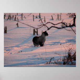 Póster Gatito de invierno al atardecer en campo de maíz