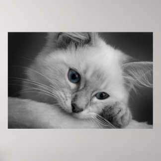 Póster Gatito de ragdoll