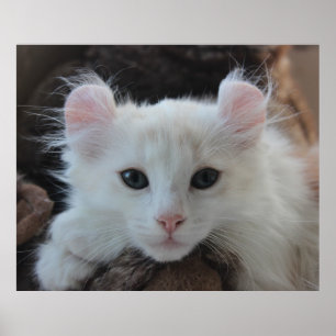 Póster Gatito de rizo blanco estadounidense