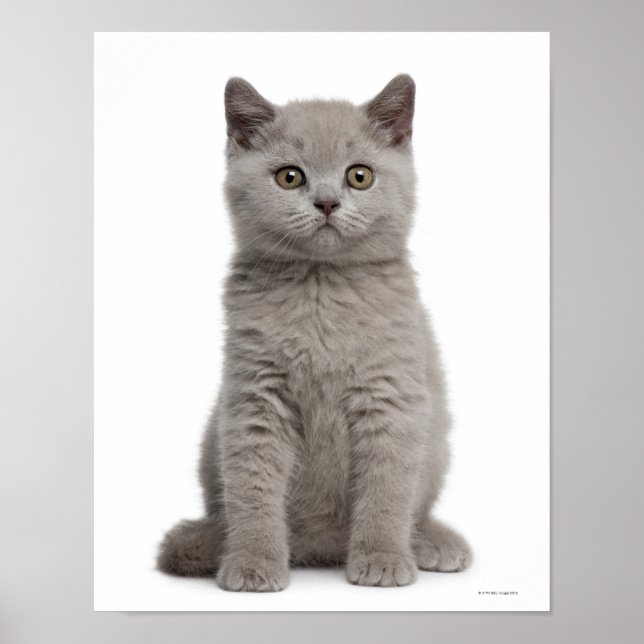 Póster Gatito de Shorthair británico (10 semanas de edad) (Frente)