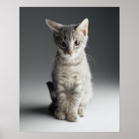 Gatito de Tabby Azul