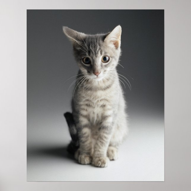 Póster Gatito de Tabby Azul (Frente)