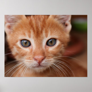 Póster Gatito de Tabby Rojo