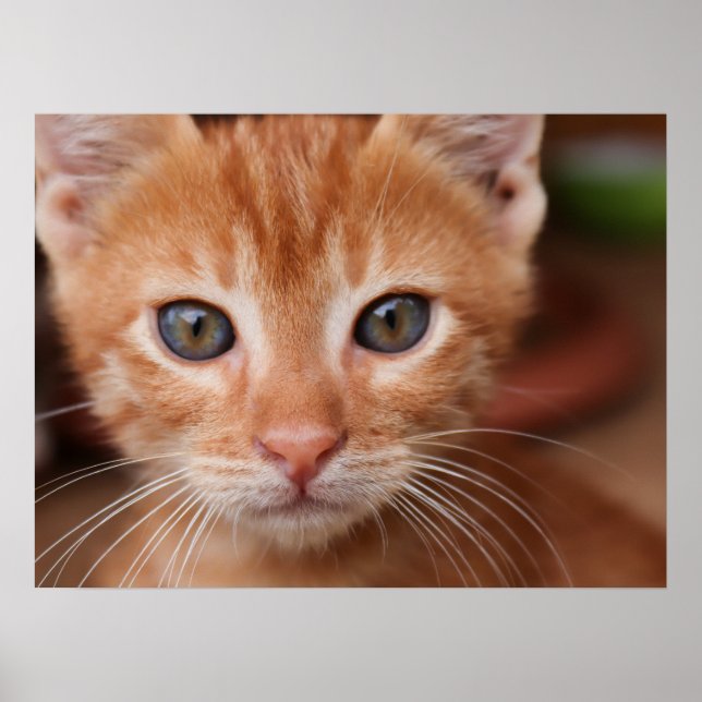 Póster Gatito de Tabby Rojo (Frente)