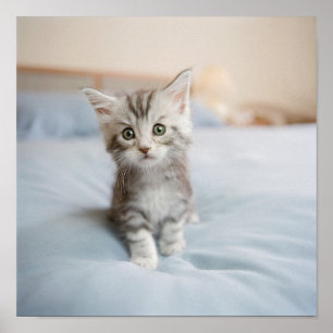 Póster Gatito del Coon de Maine