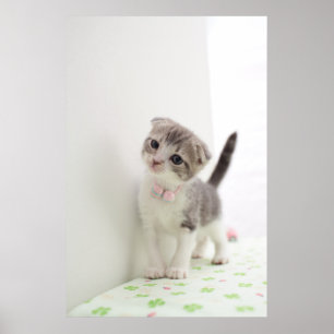 Póster Gatito del doblez del escocés