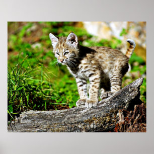 Póster Gatito del lince