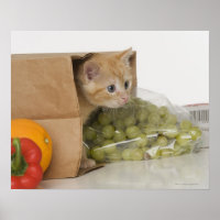 Gatito dentro de la bolsa de compras