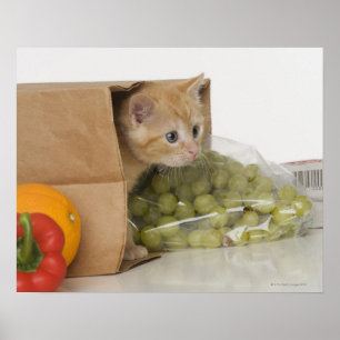 Póster Gatito dentro de la bolsa de compras