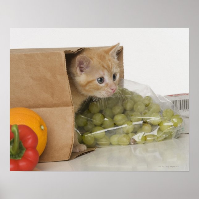 Póster Gatito dentro de la bolsa de compras (Frente)