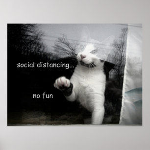 Póster Gatito distante social