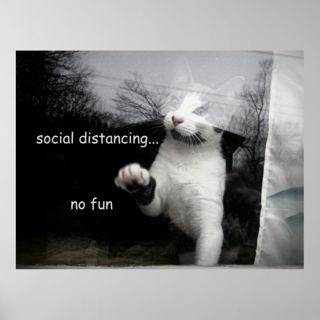 Póster Gatito distante social (Frente)