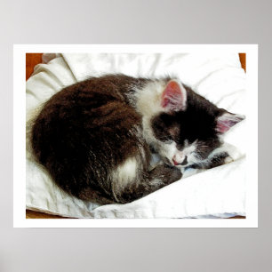 Póster Gatito dormido en White Comforter