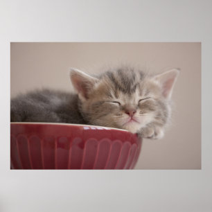 Póster Gatito Dormiendo En Un Tazón