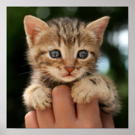 Póster Gatito dulce