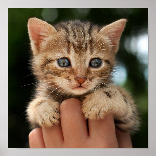 Póster Gatito dulce (Frente)