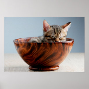 Póster Gatito durmiendo en un bol