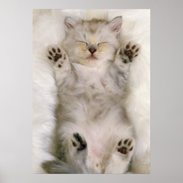 Póster Gatito durmiendo en una alfombra blanca esponjosa, (Frente)