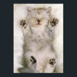 Póster Gatito durmiendo en una alfombra blanca esponjosa,<br><div class="desc">Animales->Cat _x000D_ _x000D_ El gato doméstico (Felis catus o Felis silvestris catus) es un pequeño mamífero, normalmente peludo, domesticado y carnívoro . A menudo se le llama el housecat , o simplemente el gato cuando no hay necesidad de distinguirlo de otras felinas y felinas . Los seres humanos valoran a...</div>