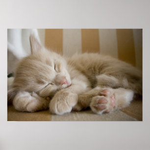 Póster Gatito durmiente