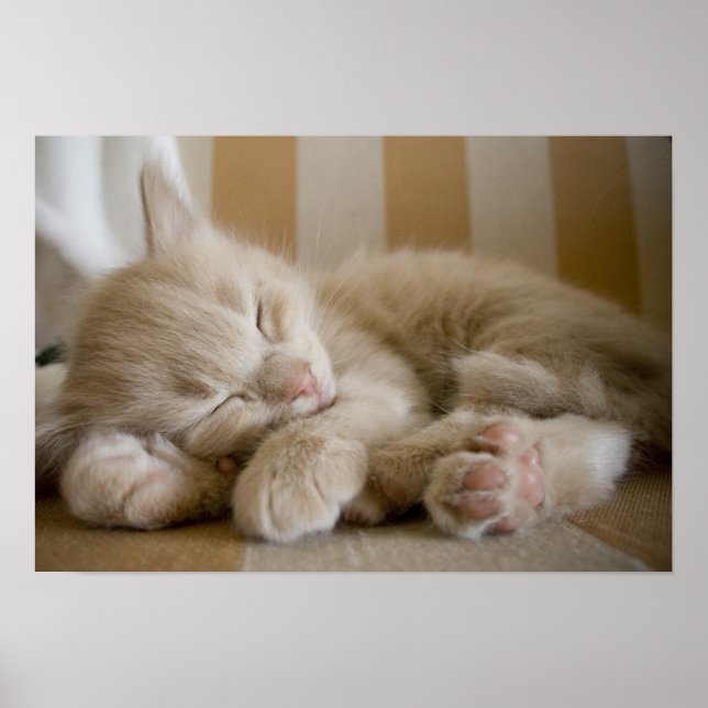 Póster Gatito durmiente (Frente)