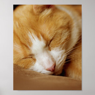 Póster Gatito durmiente
