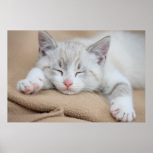 Póster Gatito el dormir