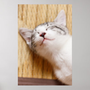 Póster Gatito el dormir