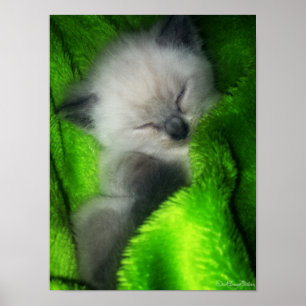 Póster Gatito el dormir