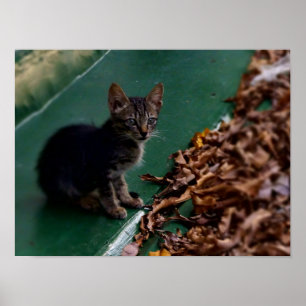 Póster Gatito en el techo