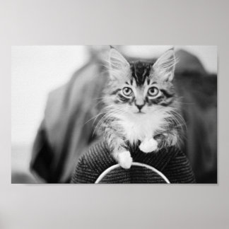 Póster Gatito en la presidencia
