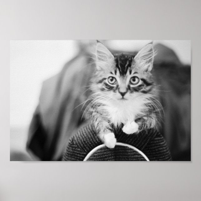 Póster Gatito en la presidencia (Frente)