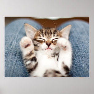 Póster Gatito En Mi Lap