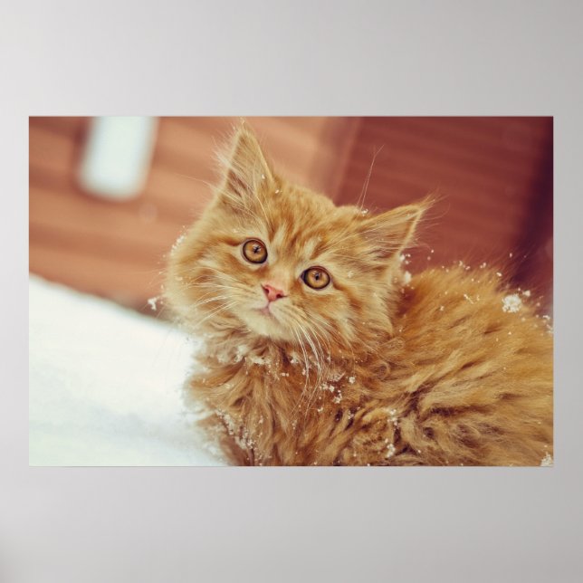 Póster Gatito en Nieve (Frente)