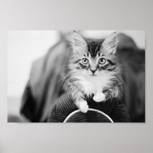 Póster Gatito en silla